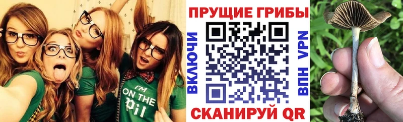 Псилоцибиновые грибы MAGIC MUSHROOMS  Шенкурск 
